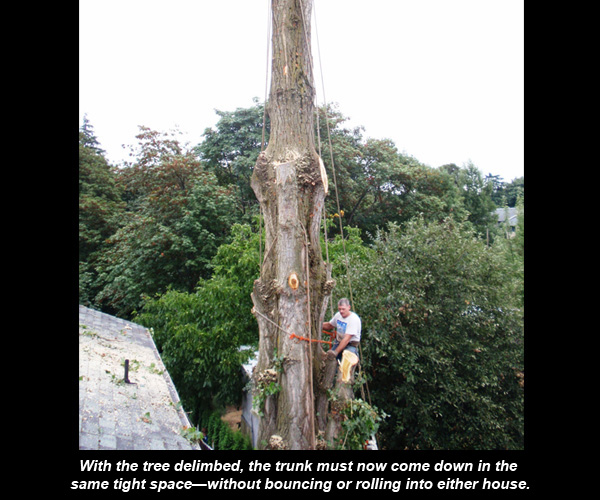 Crown and windsail reduction work on a Tacoma tree