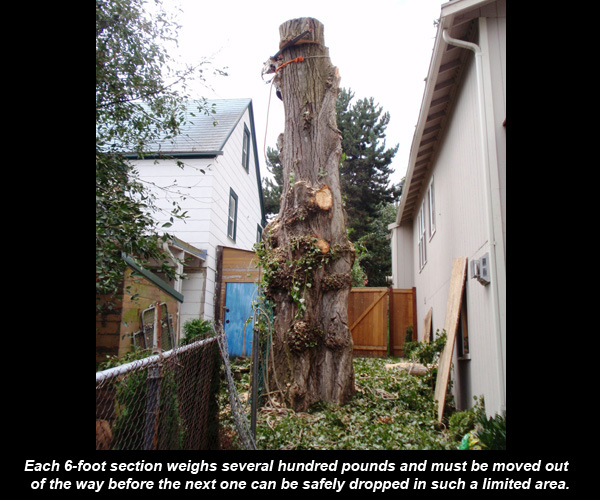 Large log being lowered with ropes during a controlled tree takedown