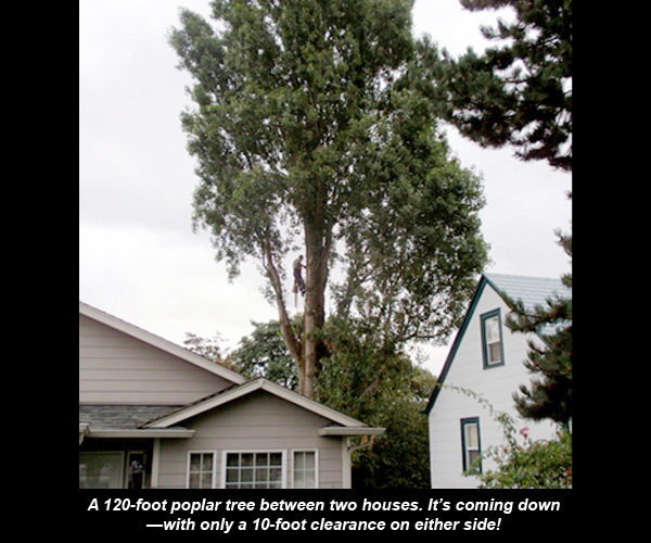 Tree removal crew working in a tight residential backyard in Tacoma